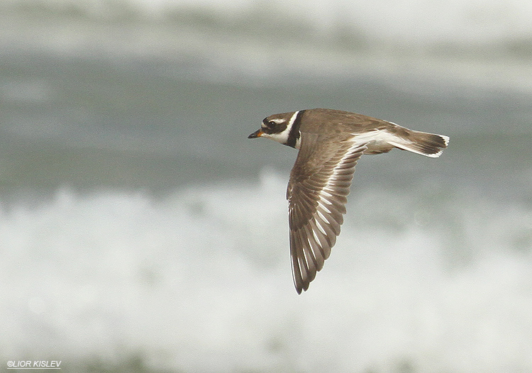  Common Ringed Plover Charadrius hiaticula   ,Maagan Michael,28-08-12 Lior Kislev        